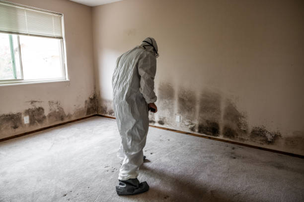 Professional Mold Remediation in Springville, AL